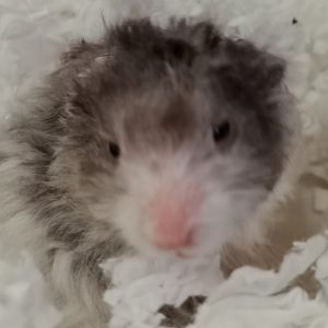 Syrian hamster